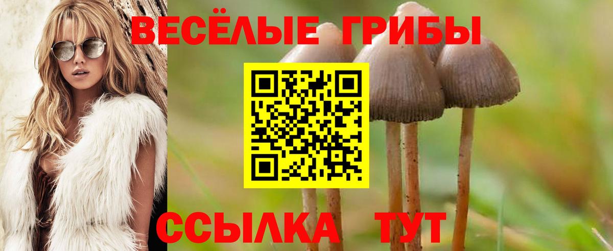 Галлюциногенные грибы мицелий  Псилоцибиновые грибы прущие грибы  Вход с VPN  Киселёвск 